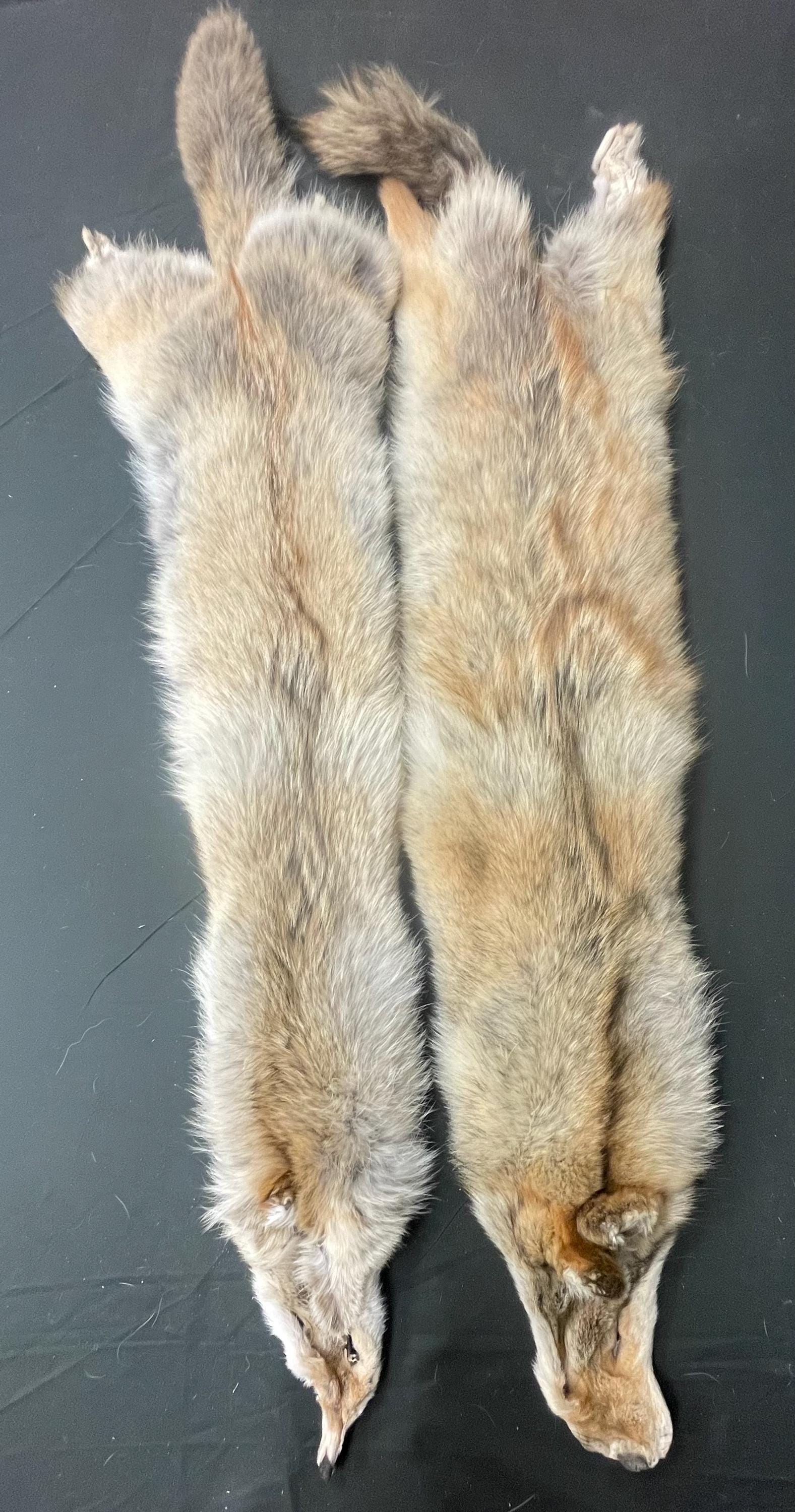 Tanned red coyotes heavy lighter red soft tanned hides