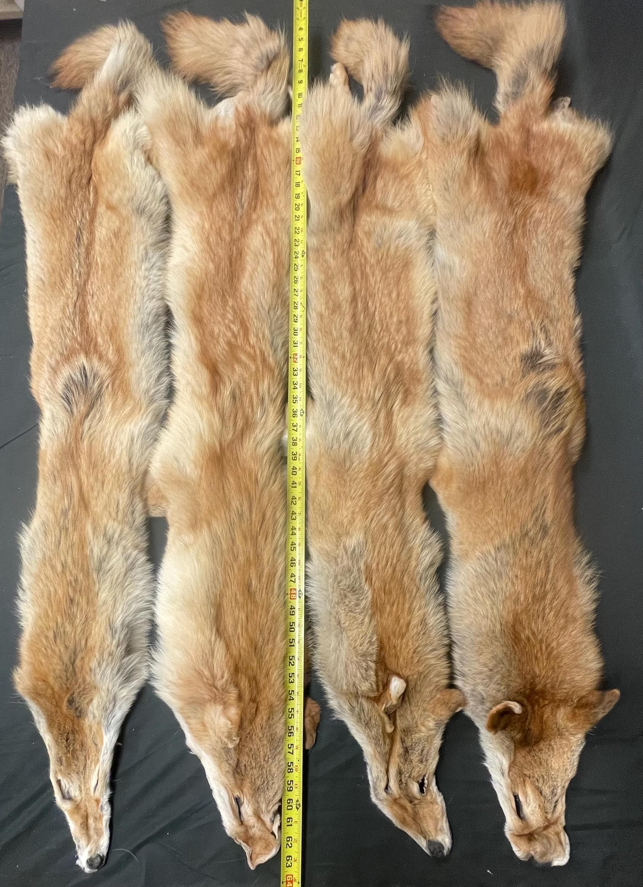 Tanned red coyotes heavy darker red soft tanned hides