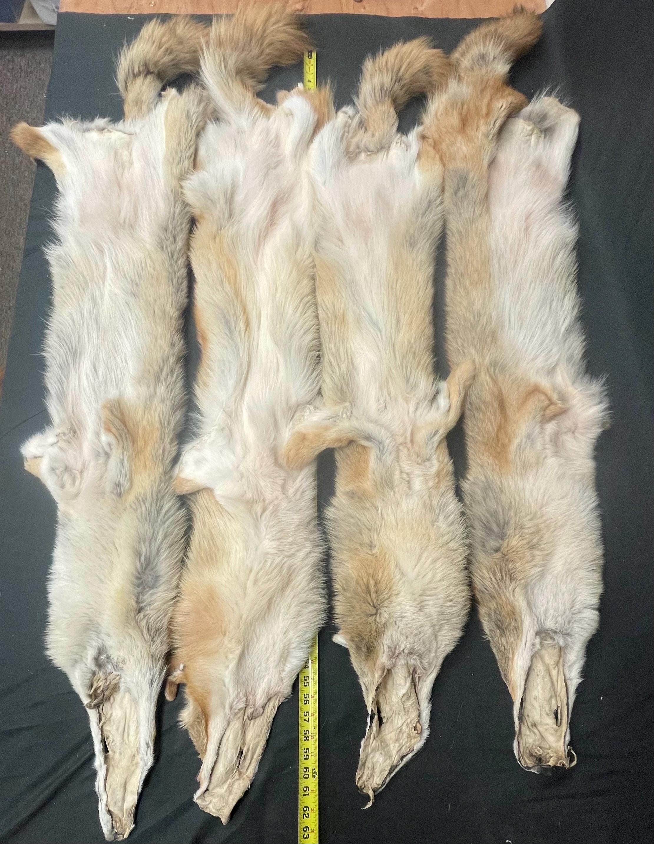 Tanned red coyotes heavy darker red soft tanned hides