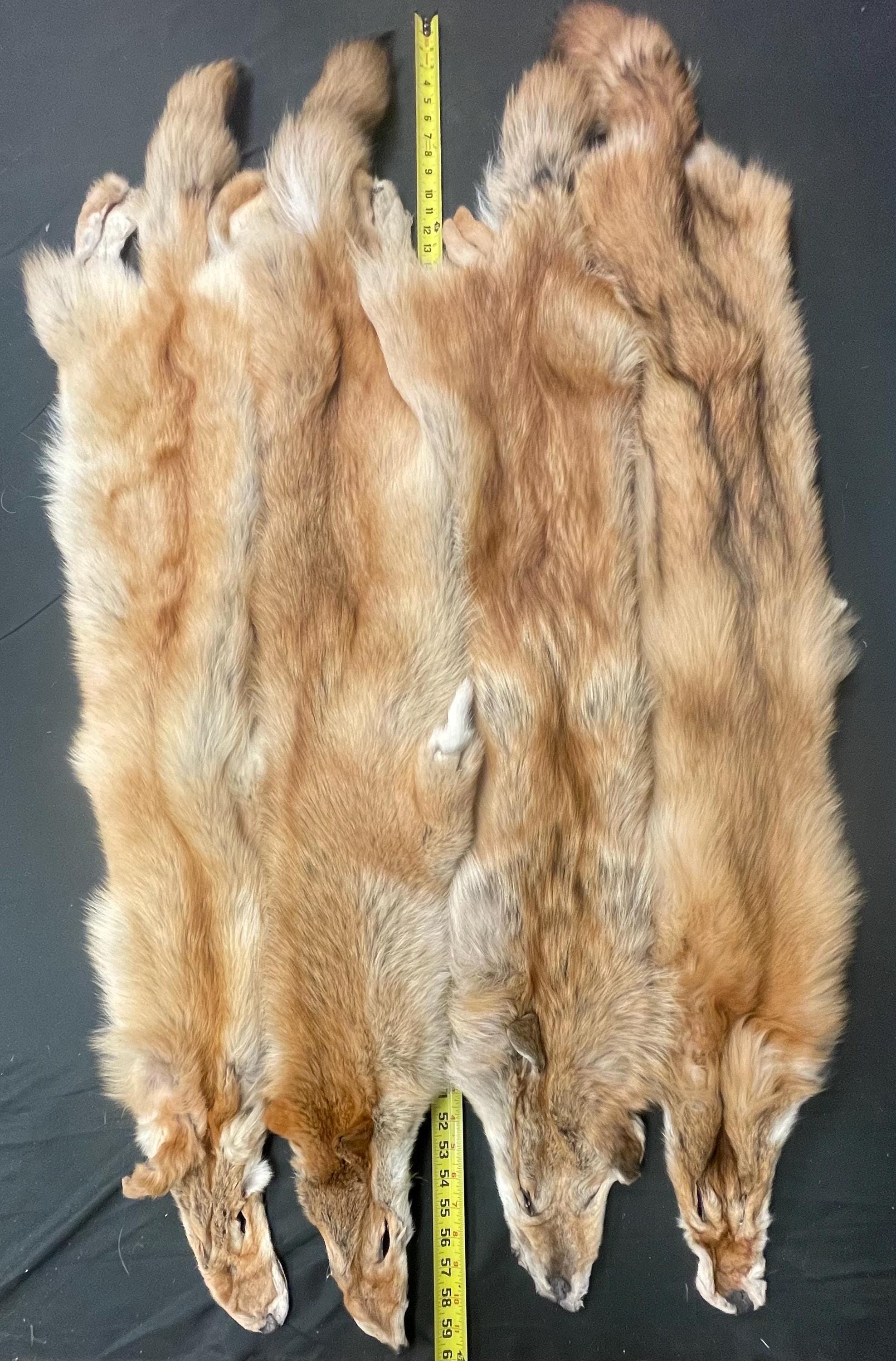 Tanned red coyotes heavy darker red soft tanned hides