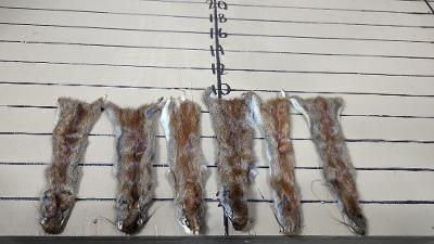 Red squirrel pine squirrel tanned