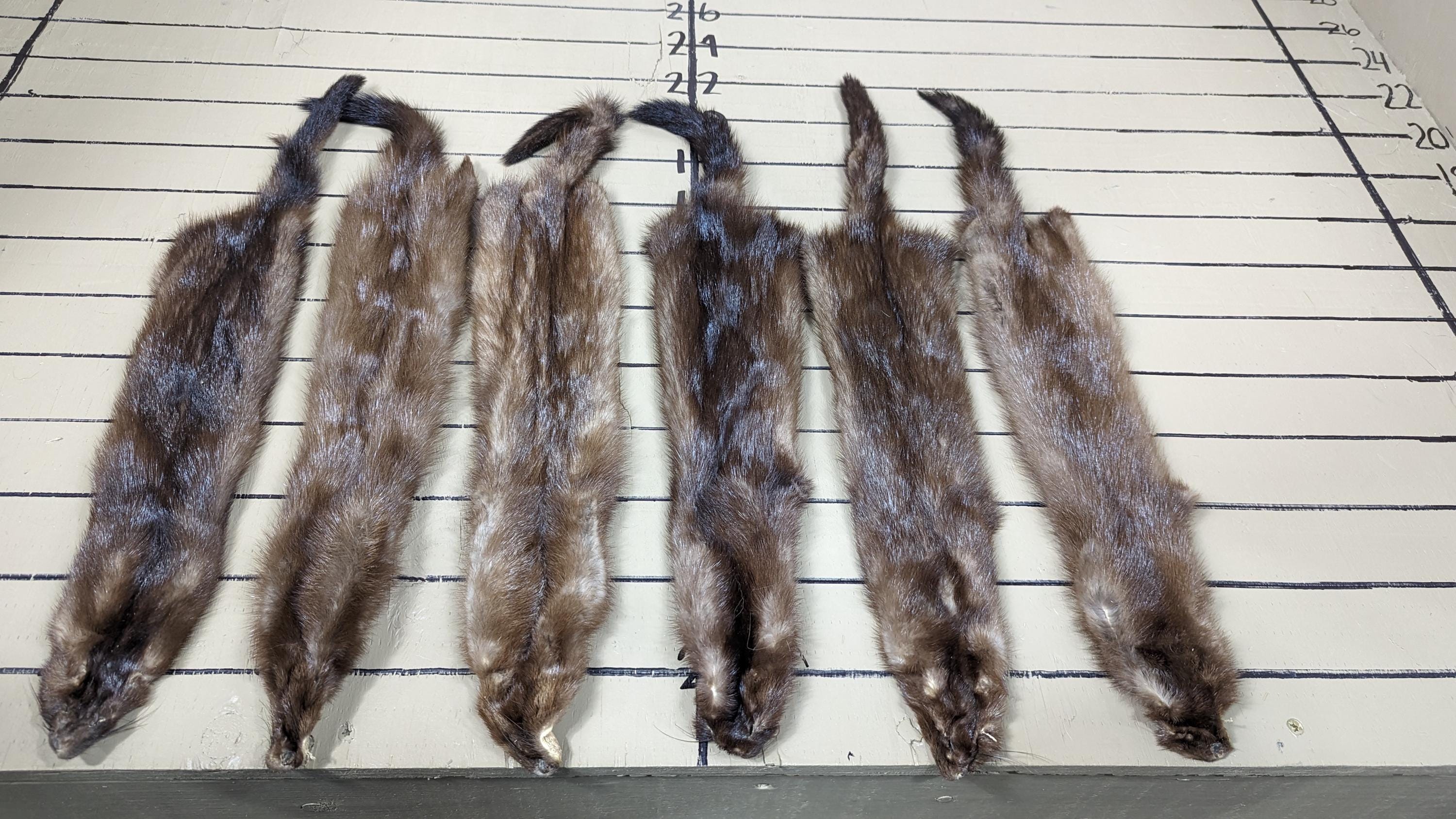 Tanned wild mink soft tanned hides males
