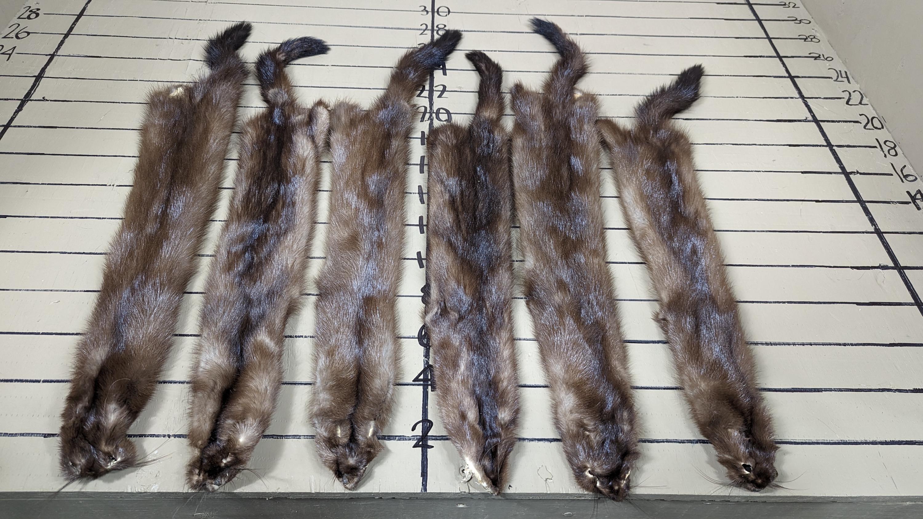 Tanned wild mink soft tanned hides males