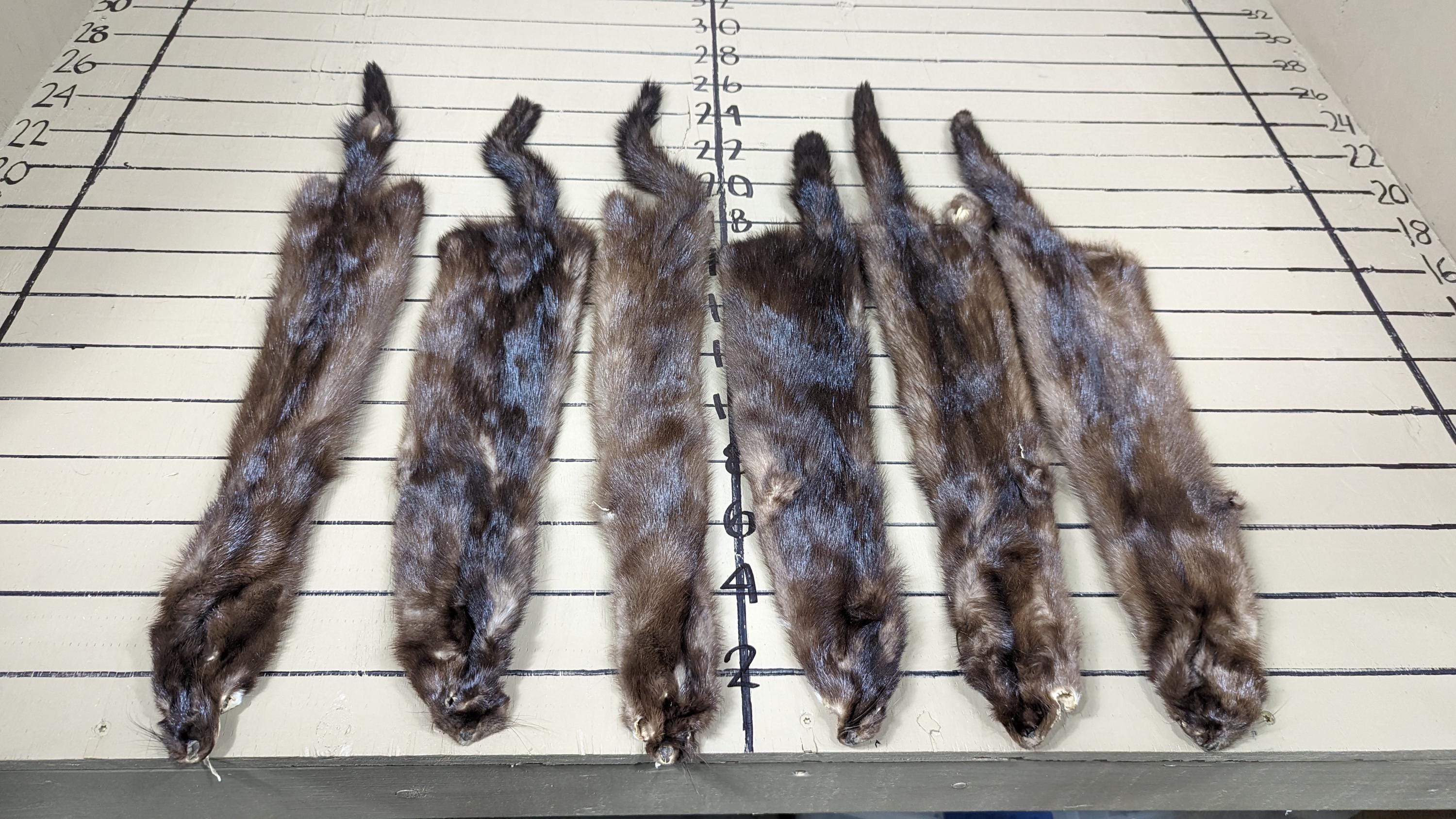 Tanned wild mink soft tanned hides males